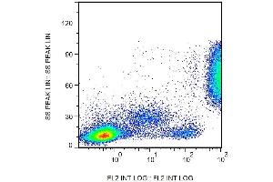 Surface staining of CD16 in human peripheral blood with anti-CD16 (3G8) biotin. (CD16 Antikörper  (Biotin))