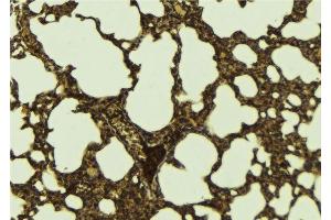ABIN6276289 at 1/100 staining Mouse lung tissue by IHC-P. (ATF6 Antikörper  (Internal Region))