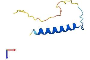 Purkinje Cell Protein 4 Like 1 (PCP4L1) (AA 1-68) protein (Fc Tag)