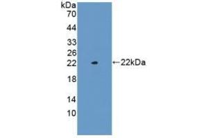 Western Blotting (WB) image for anti-Glucagon (GCG) (AA 21-180) antibody (ABIN7429778)