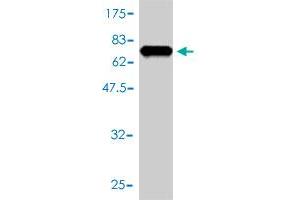 Western Blotting (WB) image for anti-Eukaryotic Translation Initiation Factor 2B, Subunit 2 Beta, 39kDa (EIF2B2) (AA 1-351) antibody (ABIN563870)