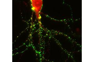 Immunostaining of a rat hippocampus neuron with anti-homer 3 (dilution 1 : 250; red) and anti-synapsin 1 (, dilution 1 : 500 green). (HOMER3 Antikörper  (AA 1-177))