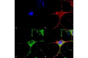 Immunocytochemistry/Immunofluorescence analysis using Mouse Anti-Clcn3 Monoclonal Antibody, Clone S258-5 (ABIN2485482). (CLCN3 Antikörper  (AA 98-115) (HRP))