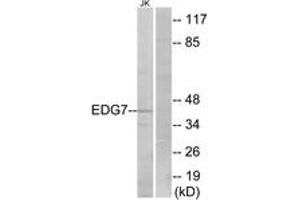 Western blot analysis of extracts from Jurkat cells, using EDG7 Antibody. (LPAR3 Antikörper  (AA 111-160))