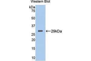 Figure. (TPSB2 Antikörper  (Biotin))