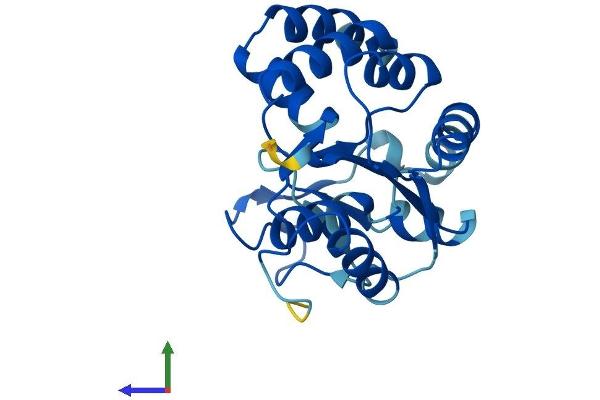 AK4 Protein (AA 1-223) (His tag)