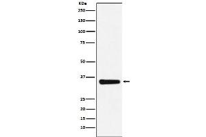 Western blot analysis of MED4 expression in HepG2 cell lysate.