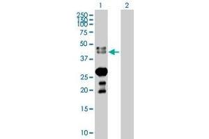 Lane 1: NAPSA transfected lysate ( 45. (NAPSA 293T Cell Transient Overexpression Lysate(Denatured))