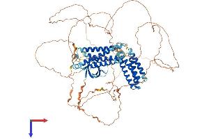 CASS4 Protein (AA 1-804) (His tag)