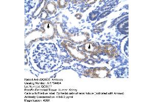 Human kidney (ZFAND6 Antikörper  (Middle Region))