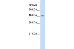 Western Blotting (WB) image for anti-COP9 Constitutive Photomorphogenic Homolog Subunit 2 (Arabidopsis) (COPS2) antibody (ABIN2461718) (COPS2 Antikörper)