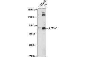Western blot analysis of extracts of various cell lines, using SLC13 antibody (ABIN7270401) at 1:1000 dilution. (SLC13A3 Antikörper  (AA 160-240))