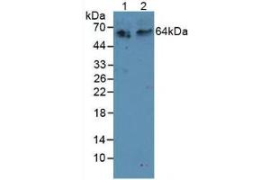 Figure. (TNFRSF11A Antikörper  (AA 31-214))