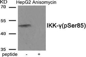 Western blot analysis of extracts from HepG2 cells treated with Anisomycin using Phospho-IKK-gamma (Ser85) antibody.