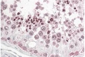 INADL  Antibody  staining of paraffin embedded Human Testis at 3. (PATJ Antikörper  (N-Term))