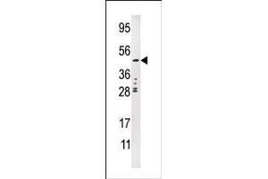 Image no. 1 for anti-Plasminogen Activator, Urokinase (PLAU) (C-Term) antibody (ABIN360681) (PLAU Antikörper  (C-Term))