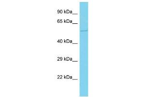 Host: Rabbit Target Name: FAM117A Sample Type: Fetal Brain lysates Antibody Dilution: 1. (FAM117A Antikörper  (N-Term))