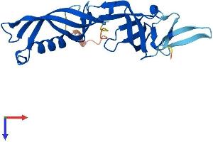 POLR3H Protein (AA 1-204) (His tag)