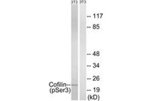 Western blot analysis of extracts from NIH-3T3 cells treated with paclitaxel 1uM 24hours, using Cofilin (Phospho-Ser3) Antibody. (Cofilin Antikörper  (pSer3))