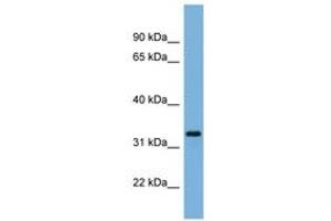 Image no. 1 for anti-Peroxisomal Biogenesis Factor 11 alpha (PEX11A) (AA 35-84) antibody (ABIN6744824) (PEX11A Antikörper  (AA 35-84))