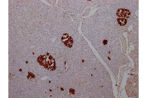 IHC image of ABIN7127574 diluted at 1:100 and staining in paraffin-embedded human pancreatic tissue performed on a Leica BondTM system. (Rekombinanter Insulin Antikörper)