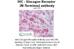 Image no. 1 for anti-Glucagon Receptor (GCGR) (Extracellular Domain), (N-Term) antibody (ABIN1734753)