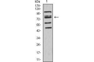 Western blot analysis using FOXP2 mouse mAb against HepG2 (1) cell lysate.