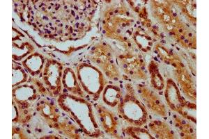 IHC image of ABIN7147685 diluted at 1:200 and staining in paraffin-embedded human kidney tissue performed on a Leica BondTM system. (MEAF6 Antikörper  (AA 113-174))