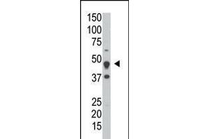 Antibody is used in Western blot to detect DUSP6 in HeLa cell lysate. (DUSP6 Antikörper  (AA 58-89))