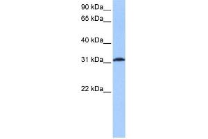 WB Suggested Anti-ATF1 Antibody Titration:  0. (AFT1 Antikörper  (Middle Region))