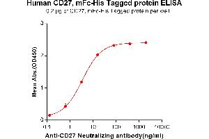 ELISA plate pre-coated by 2 μg/mL (100 μL/well) Human CD27, mFc-His tagged protein (ABIN6961086) can bind Anti-CD27 Neutralizing antibody in a linear range of 0. (CD27 Protein (mFc-His Tag))
