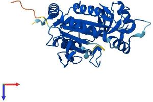 MTAP Protein (AA 1-283) (His tag)