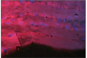 Immunofluorescence image of Thymosin 134 staining in paraffn section of hu- man heart. (TMSB4X Antikörper  (AA 1-11))