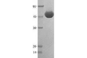 Validation with Western Blot (GLA Protein (His tag))