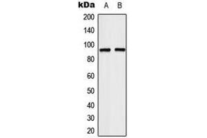 Western blot analysis of TCEB3 expression in HeLa (A), Jurkat (B) whole cell lysates.