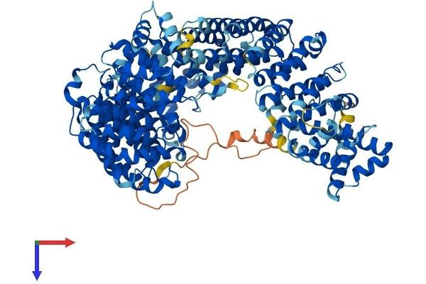 Importin 8 Protein (IPO8) (AA 1-1010) (His tag)