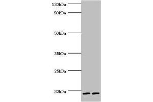 Western blot All lanes: Serglycin antibody at 9 μg/mL Lane 1: THP-1 whole cell lysate Lane 2: HL60 whole cell lysate Secondary Goat polyclonal to rabbit IgG at 1/10000 dilution Predicted band size: 18 kDa Observed band size: 18 kDa