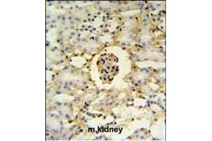 PCB Antibody (N-term) (ABIN651181 and ABIN2840115) IHC analysis in formalin fixed and paraffin embedded mouse kidney tissue followed by peroxidase conjugation of the secondary antibody and DAB staining. (PMPCB Antikörper  (N-Term))