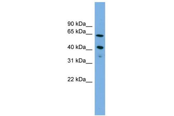 ATP8B2 Antikörper  (N-Term)