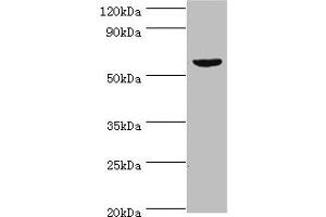 Western blot All lanes: KMO antibody at 10 μg/mL + Mouse heart tissue Secondary Goat polyclonal to rabbit IgG at 1/10000 dilution Predicted band size: 56, 55, 52 kDa Observed band size: 56 kDa