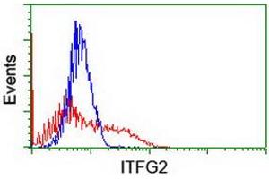 HEK293T cells transfected with either RC200818 overexpress plasmid (Red) or empty vector control plasmid (Blue) were immunostained by anti-ITFG2 antibody (ABIN2454677), and then analyzed by flow cytometry. (ITFG2 Antikörper)