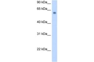 Western Blotting (WB) image for anti-Solute Carrier Family 1 (Glutamate/Neutral Amino Acid Transporter), Member 4 (SLC1A4) antibody (ABIN2462738) (SLC1A4 Antikörper)