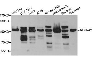 Western blot analysis of extracts of various cell lines, using NLGN4Y antibody (ABIN5972567) at 1/1000 dilution. (Neuroligin Y Antikörper)