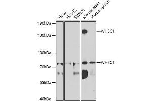 Western blot analysis of extracts of various cell lines, using WHSC1 antibody (ABIN6128925, ABIN6150213, ABIN6150214 and ABIN6223939) at 1:1000 dilution. (WHSC1 Antikörper  (AA 1-240))