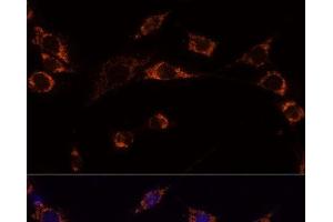 Immunofluorescence analysis of NIH-3T3 cells using PRDX3 Polyclonal Antibody at dilution of 1:100 (40x lens). (Peroxiredoxin 3 Antikörper)