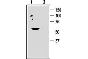Western blot analysis of human Jurkat T cells: - 1. (KCNA3 Antikörper  (Extracellular Loop))