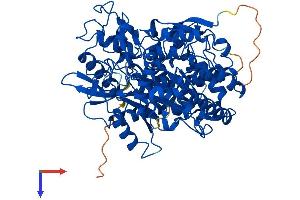 GCLC Protein (AA 1-637) (His tag)