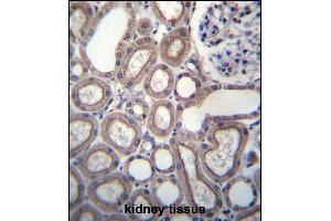 RN Antibody (C-term) (ABIN656797 and ABIN2846016) immunohistochemistry analysis in formalin fixed and paraffin embedded human kidney tissue followed by peroxidase conjugation of the secondary antibody and DAB staining. (RNF180 Antikörper  (C-Term))
