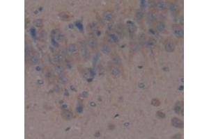 IHC-P analysis of Rat Tissue, with DAB staining.
