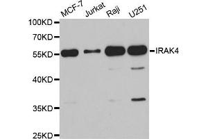 Western blot analysis of extracts of various cell lines, using IRAK4 antibody. (IRAK4 Antikörper  (AA 1-220))